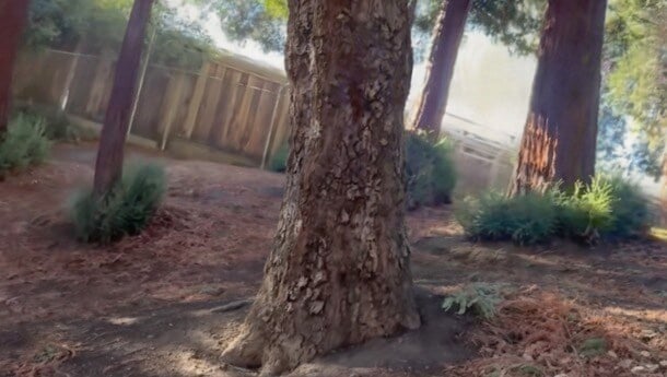 tree
